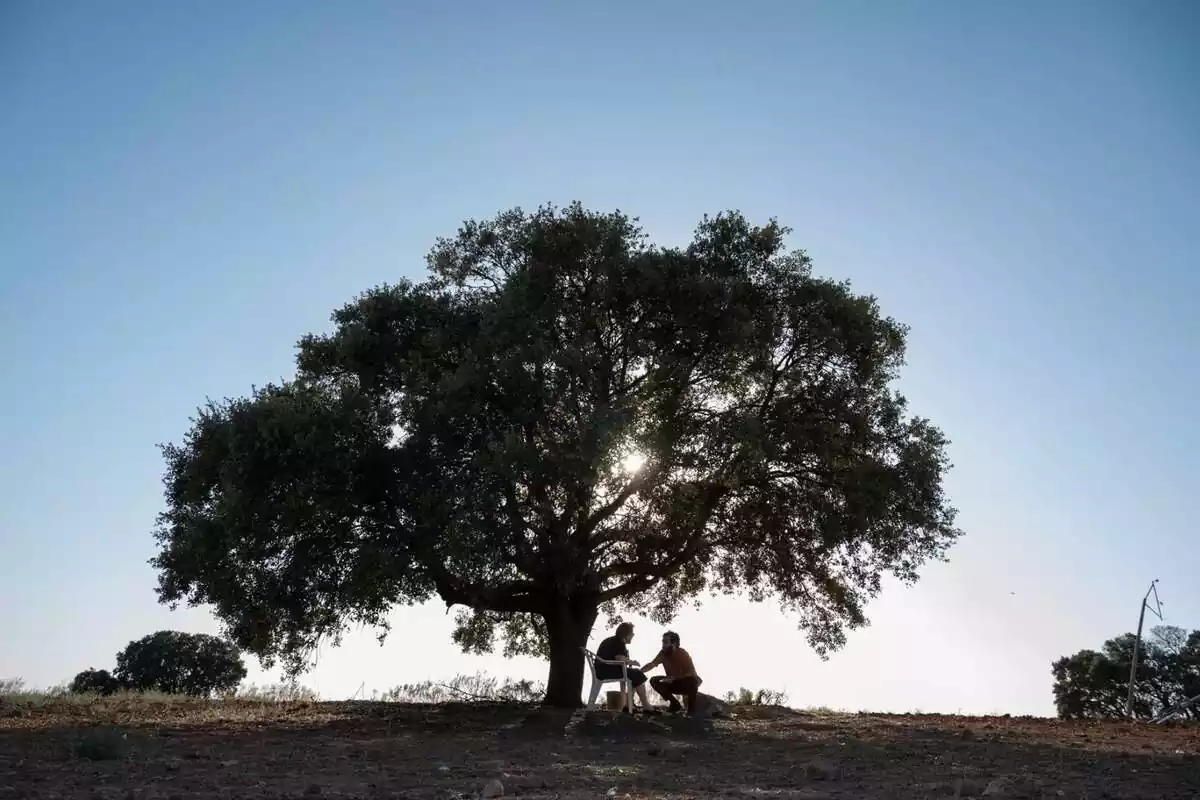 Fotografía del capítulo final de Cuéntame Cómo Pasó en el mítico árbol